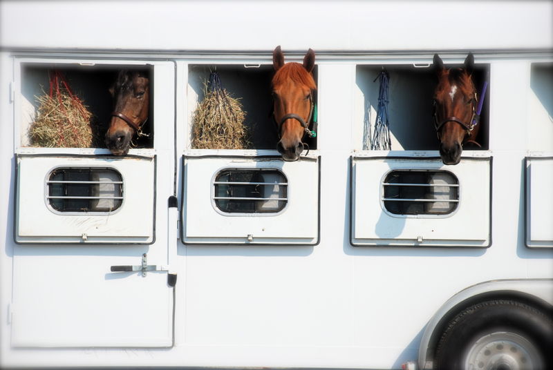 Horses in Guilford County