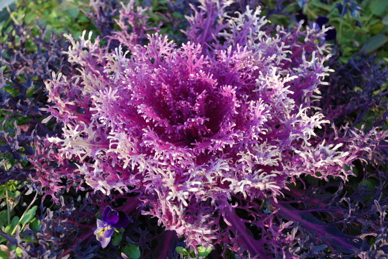 Ornamental Cabbage