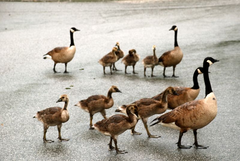 Canada Geese of Greater Greensboro