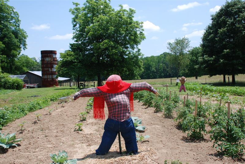 Scarecrow on Pleasant Ridge Road