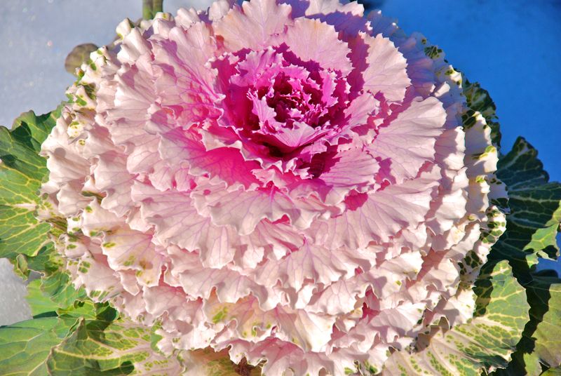 Ornamental Cabbage II