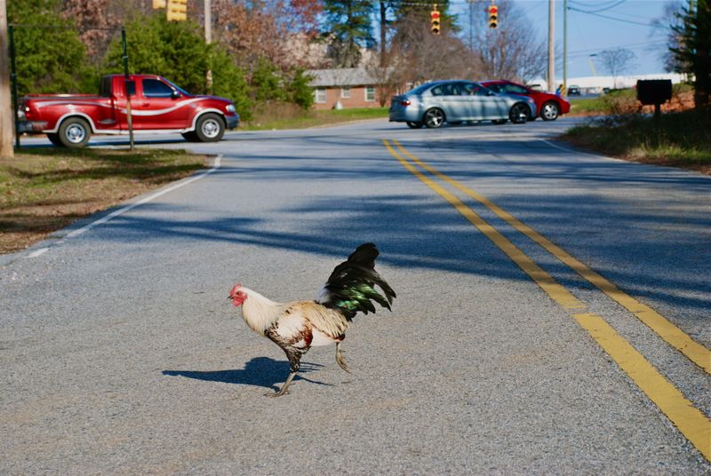 Why Did the Chicken Cross the Road?