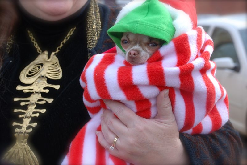 Merry Chihuahua Christmas