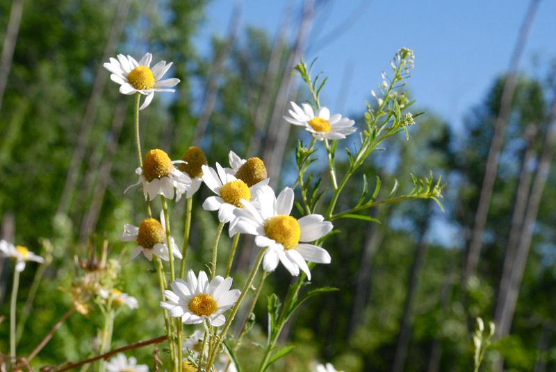 Chamomile between Battleground and Horse Pen Creek