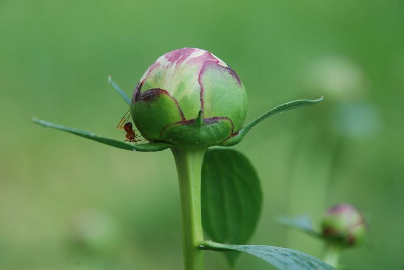 Ants & Peonies…