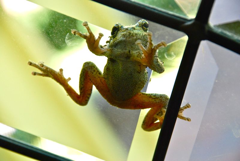 Froggie Went A Courtin’