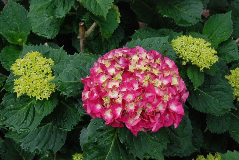 Hydrangea Time in Greensboro