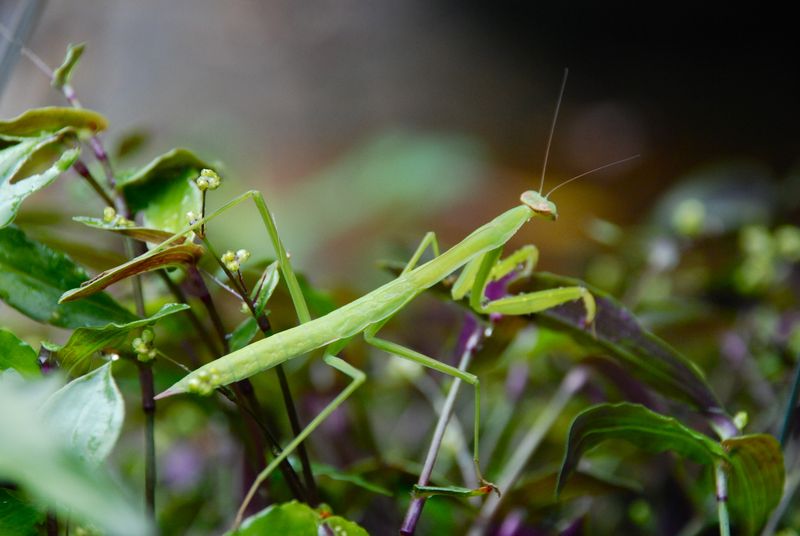 Praying…….Mantis