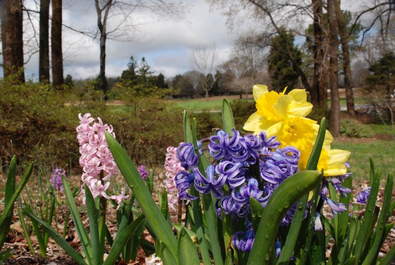 Hyacinth and Daffodil Friday