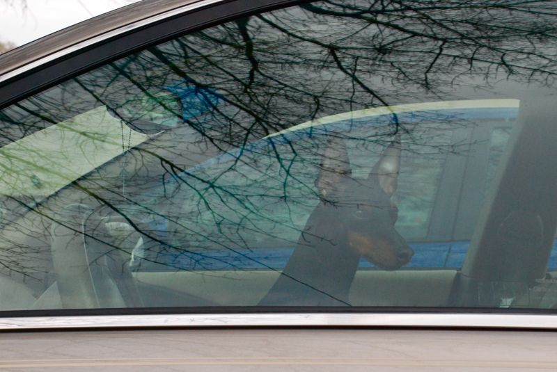 Vigilant Min-Pin;  Loyal Companion