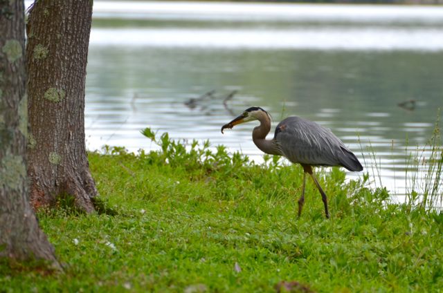 Fishing on Lake Higgins