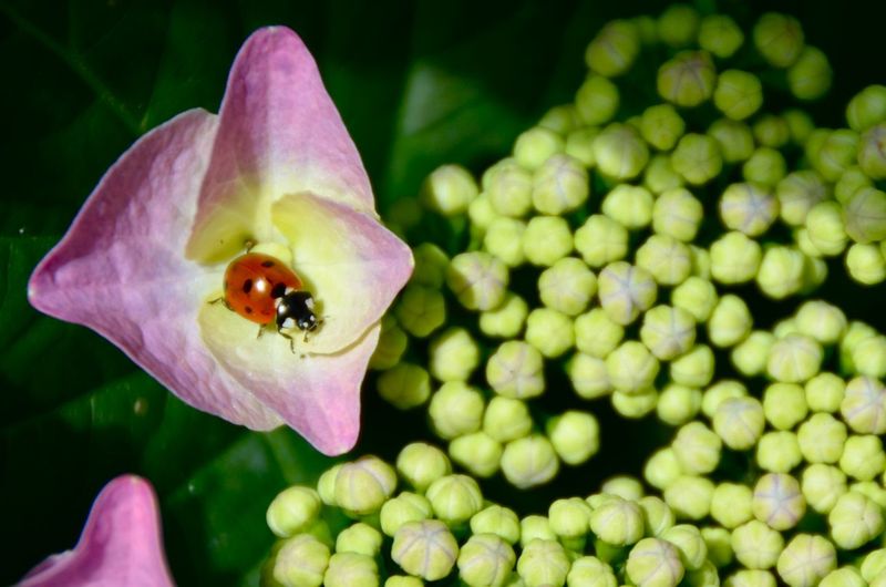 Ladybug Reminds Us, Life Is All Around