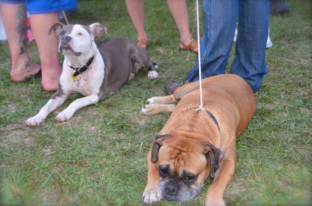 Dog Days of Summer