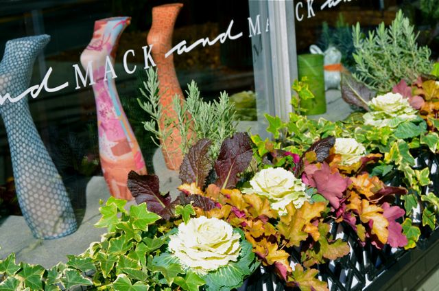 MACK and MACK & Ornamental Cabbage III
