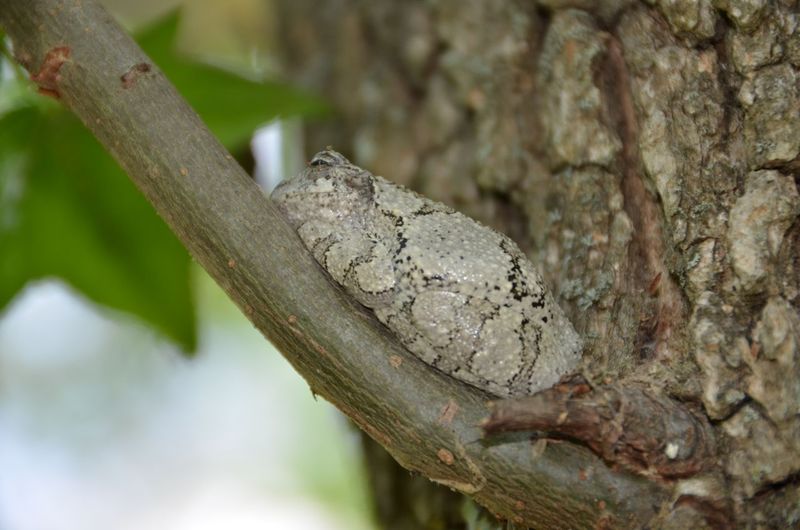 The Celebrated Sleeping Tree Frog of Guilford County