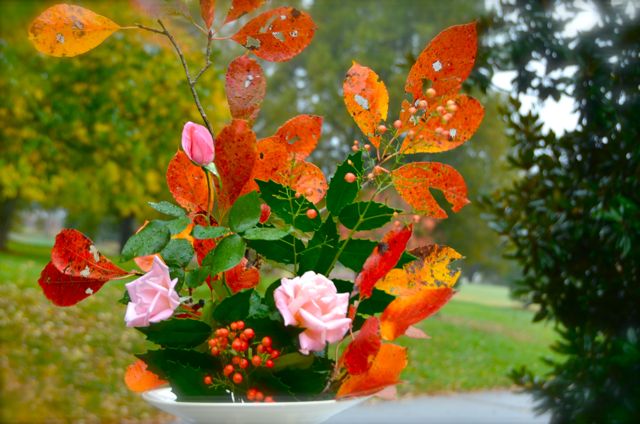 Fall Foliage