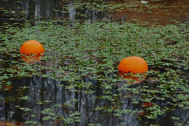 Do Pumpkins Float?