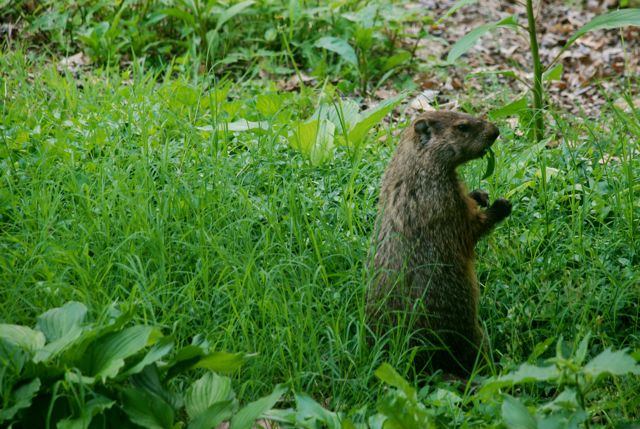 Groundhog Day 2012