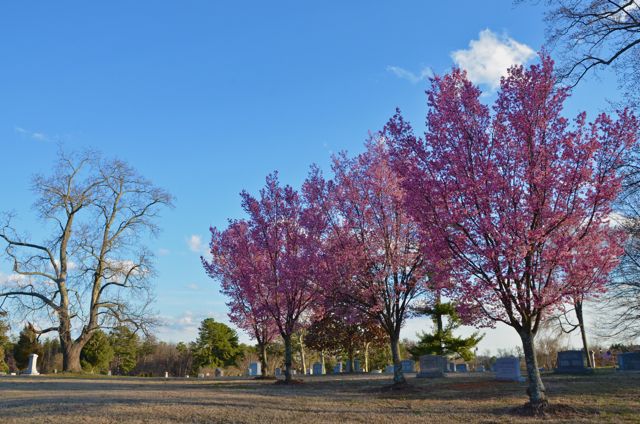 Cherry Trees in Bloom!