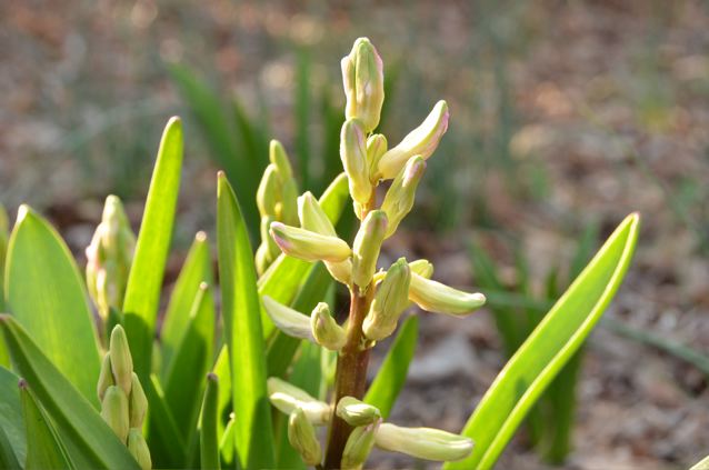 Spring Green