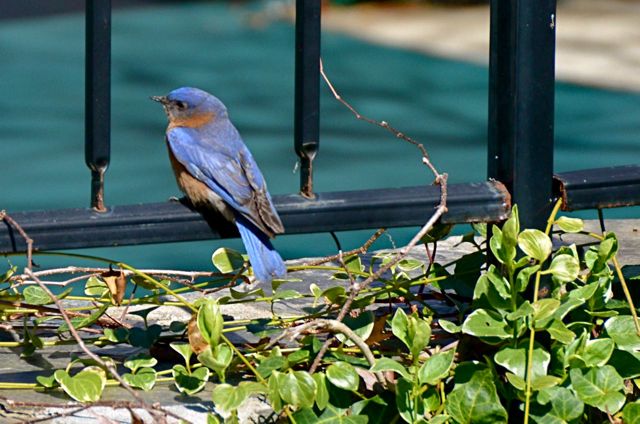 Bluebirds are Back