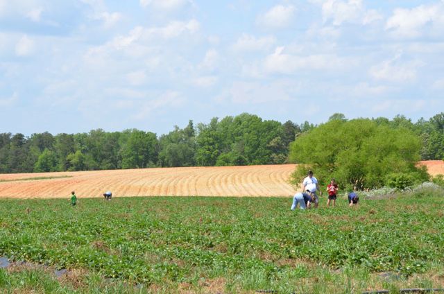 R & M Strawberry Farm