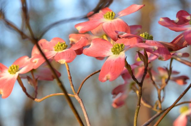 Pink Dogwood