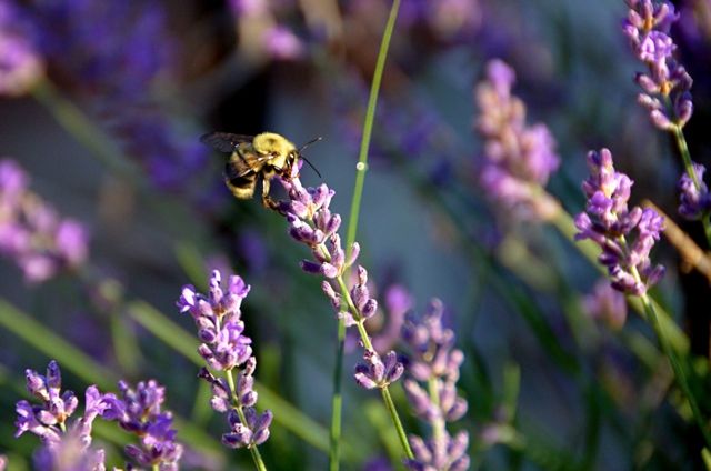 Bumble Bees: The Great Pollinators