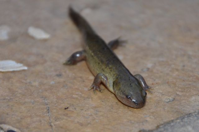 Sun, Solstice and Salamanders