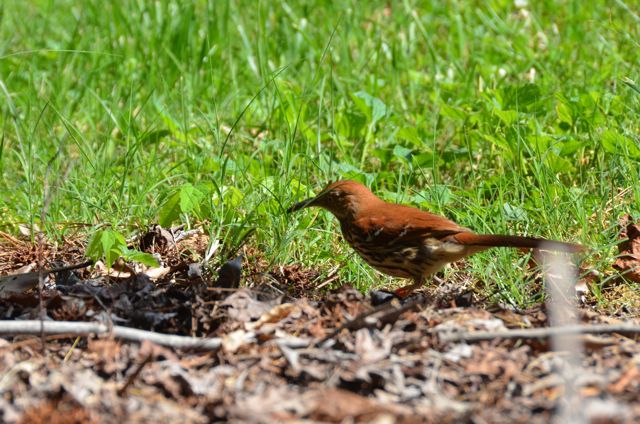 Brown Thrasher