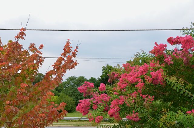 Maple & Crepe Myrtle