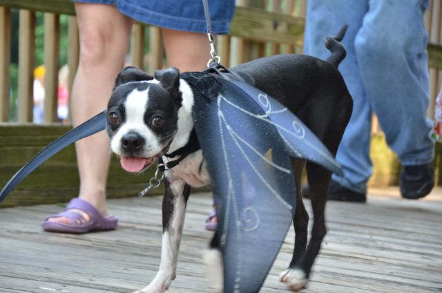 Boston Terrier with Wings