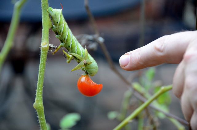 Tobacco Hornworm
