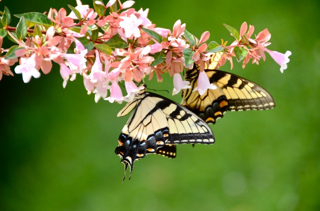 Oh Butterfles…….