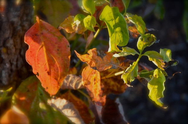 Fall is in the Air