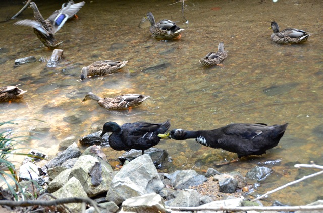 Greensboro’s Own Duck Dynasty