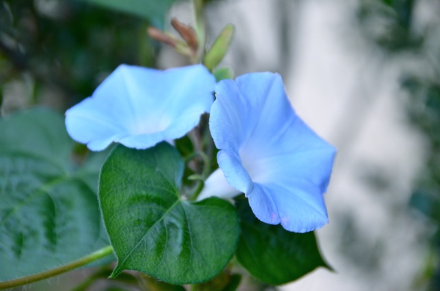 For the Love of Morning Glories…