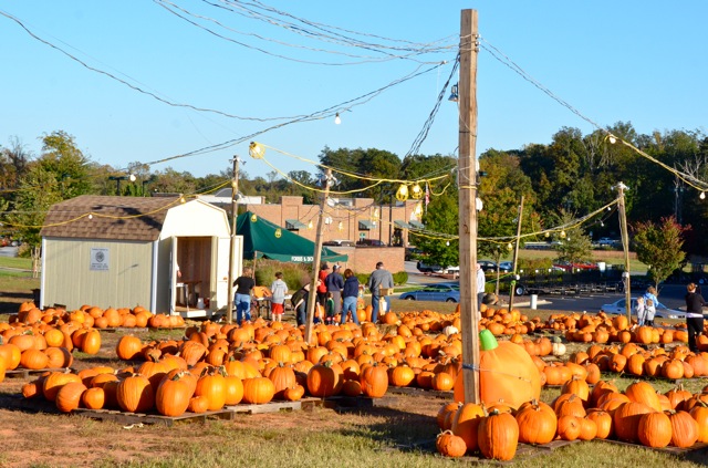 Pumpkins Galore in Greensboro