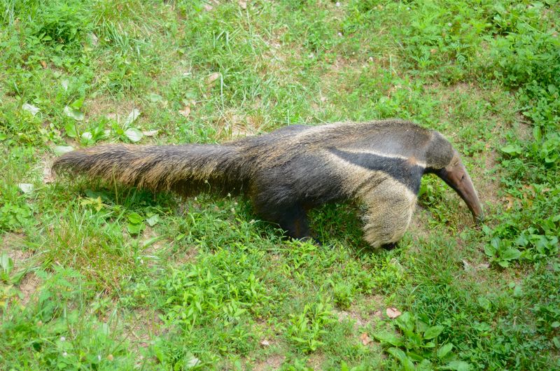 Greensboro’s Solitary Anteater