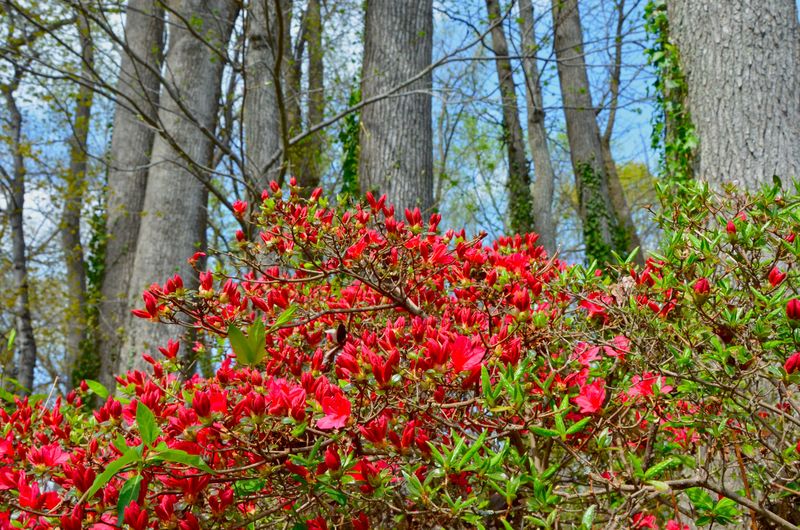 Azaleas Everywhere