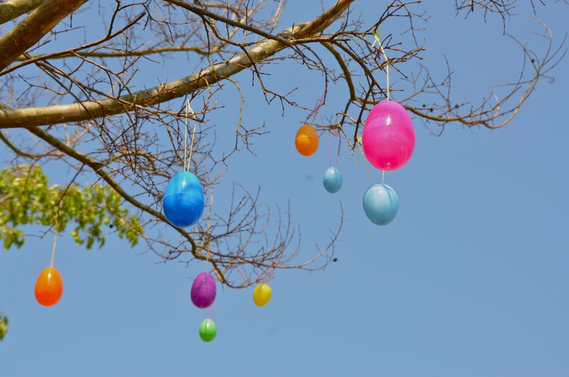 Egg Tree