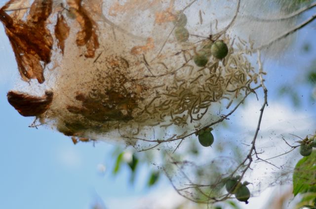Raining Caterpillars