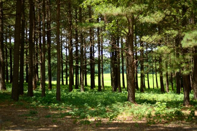 State of the Many Pines