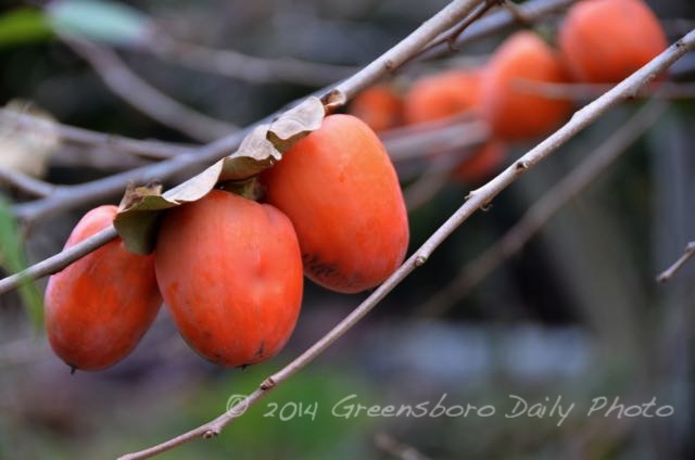 Persimmons Galore