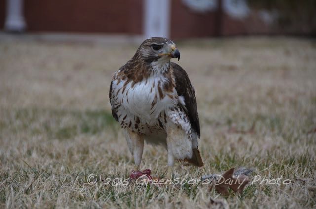 Bold Hawk at Bennett College