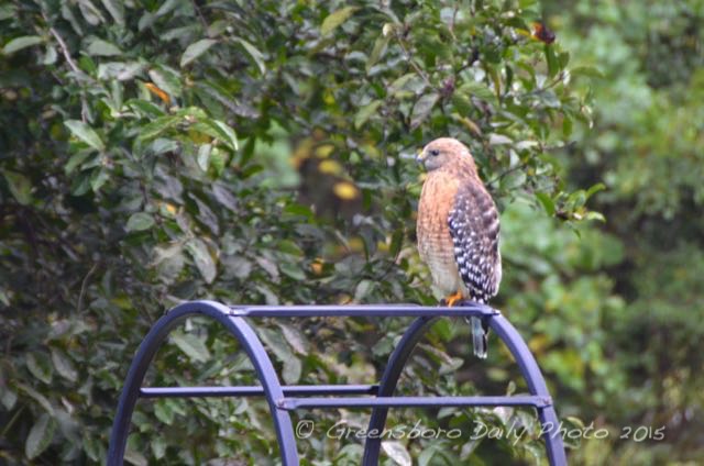 Red-Shouldered Hawk