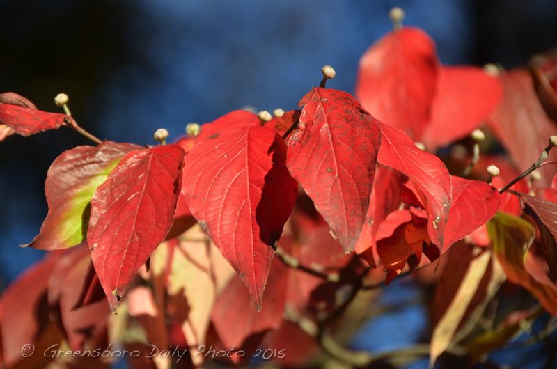 Glorious Dogwood