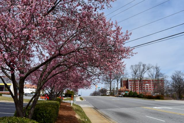 First Blossoms of Spring