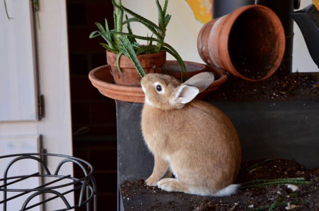 Easter Bunny, Not!