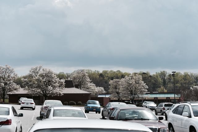 Blossoms Galore